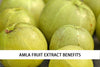 Amla Fruit Extract Benefits