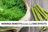 moringa benefits for men plus side effects