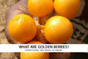 What are golden berries